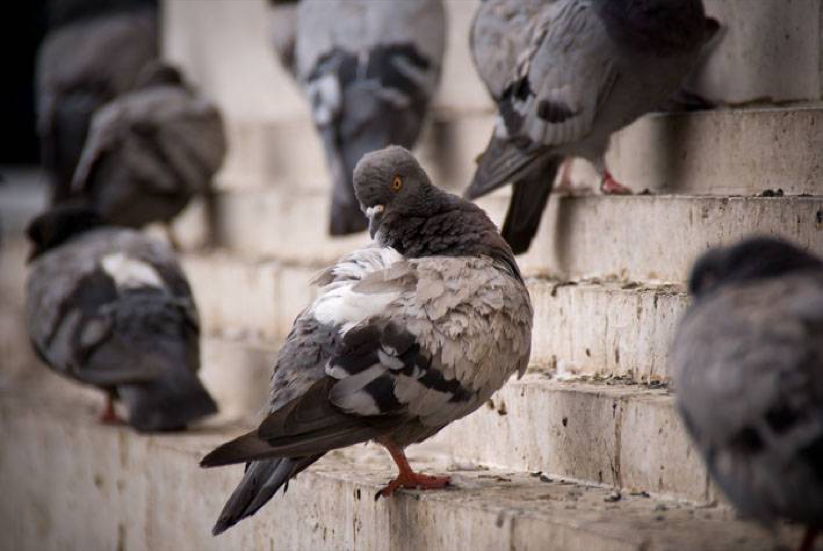 Control de Aves - Critter Kill Pest Control