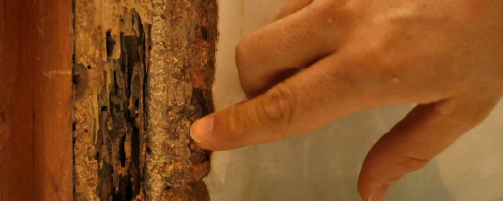 Control de Termitas - Critter Kill Pest Control